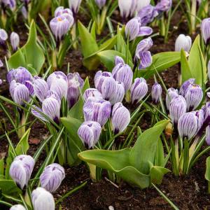 Crocus Vernus Pickwick (x12)